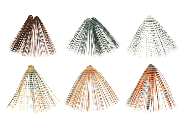 Micro Barred Fibbetts