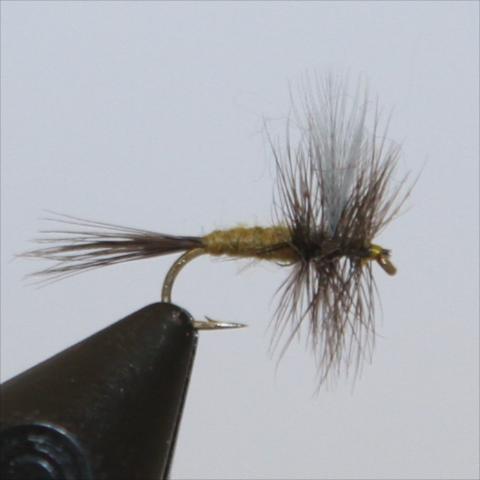 Blue Wing Olive (BWO)
