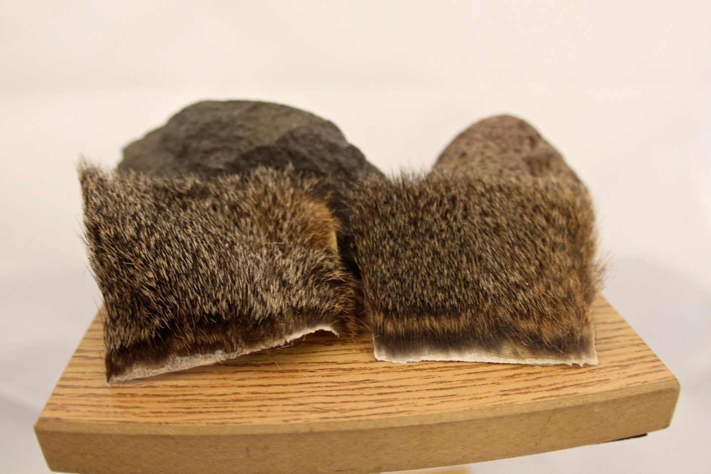 Squirrel Body Pieces