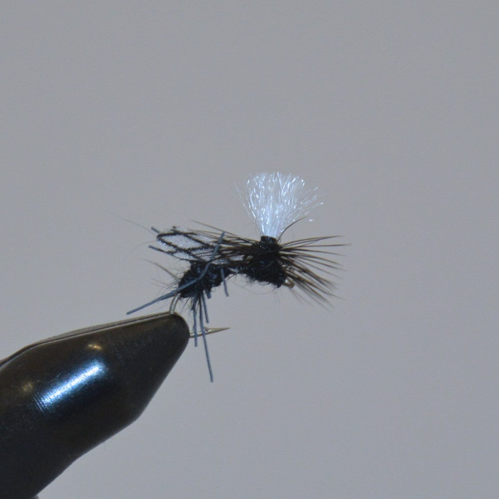 Gould's Half Drowned Ant