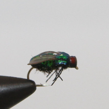 True Housefly