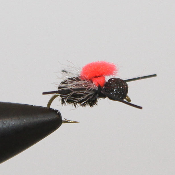 Fat Head Beetle