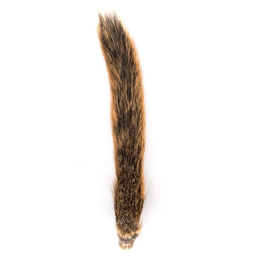 Squirrel Tail