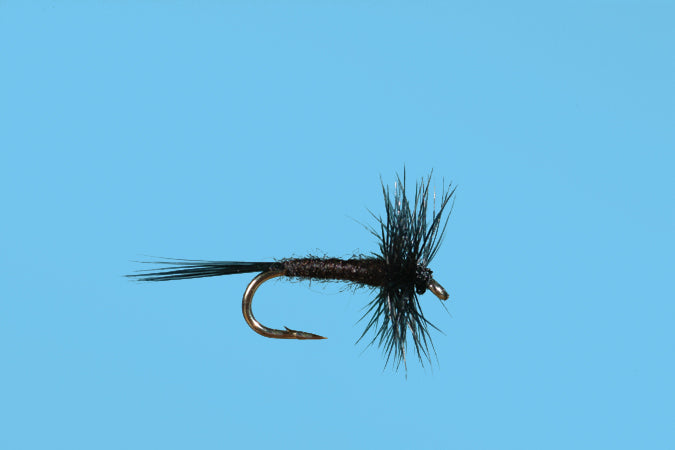 Adult Midge