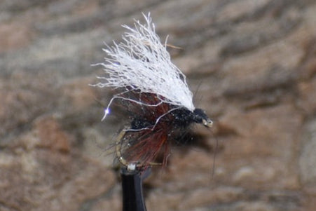 Texas Piss Ant