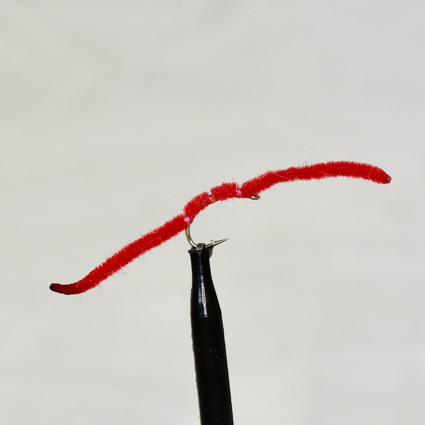 San Juan Worm