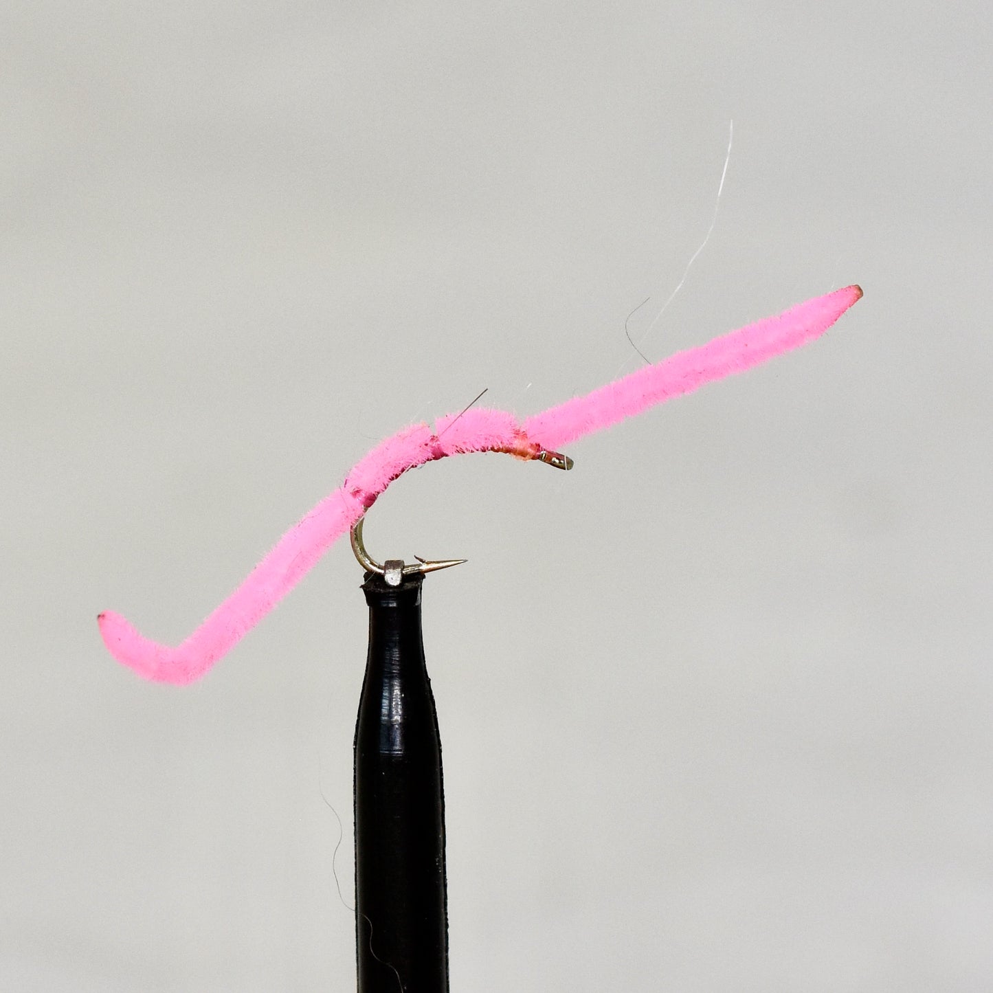 San Juan Worm