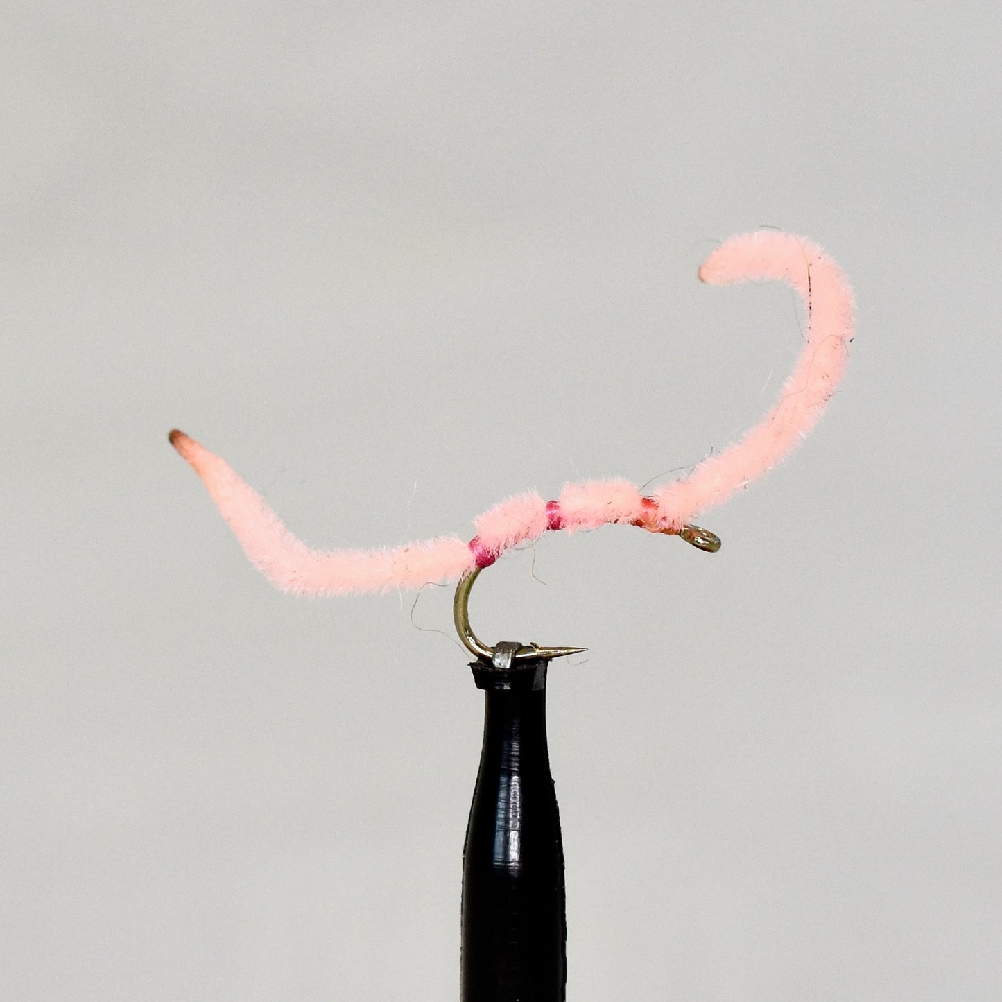San Juan Worm