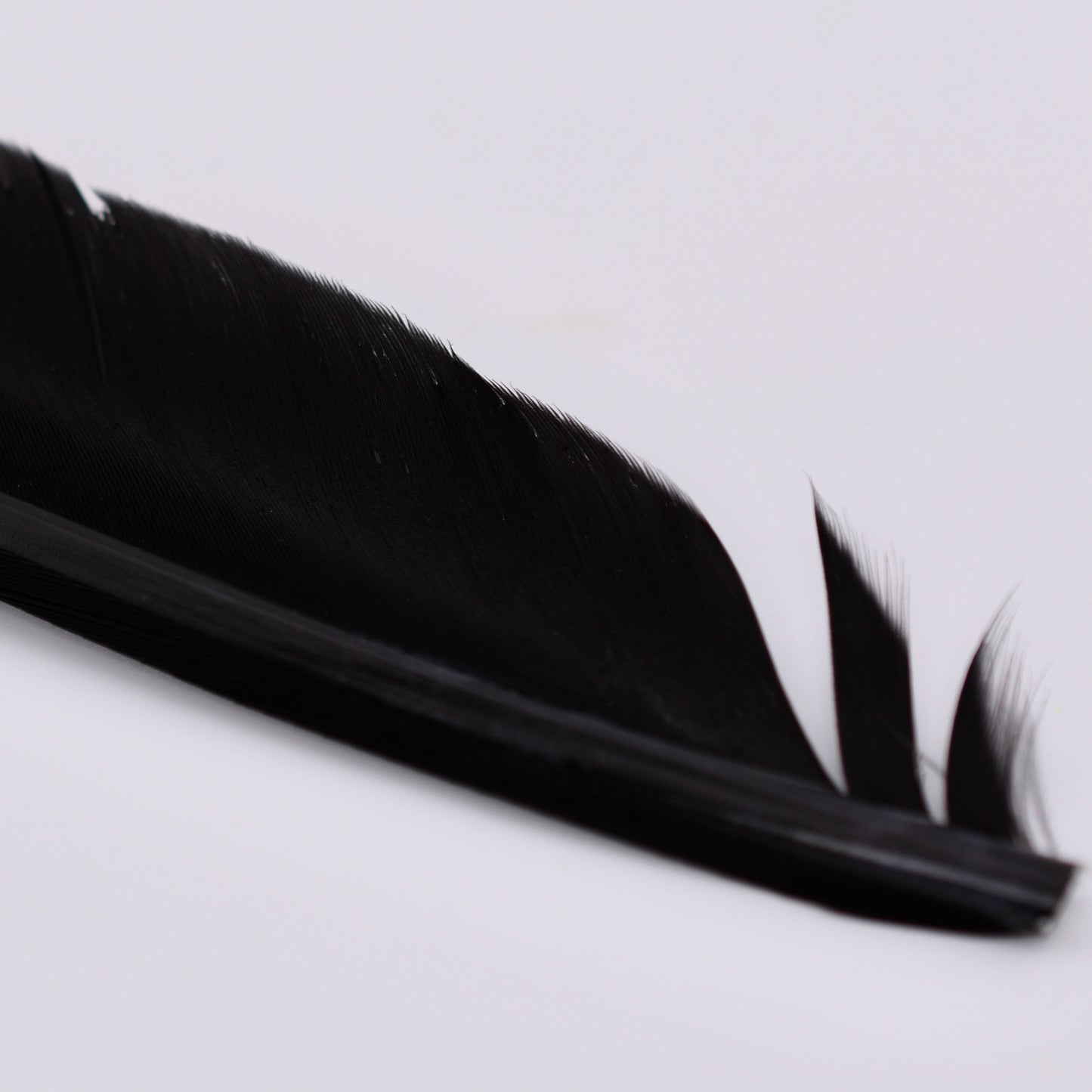 Duck Quills