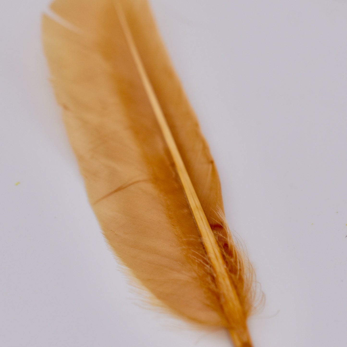 Duck Quills