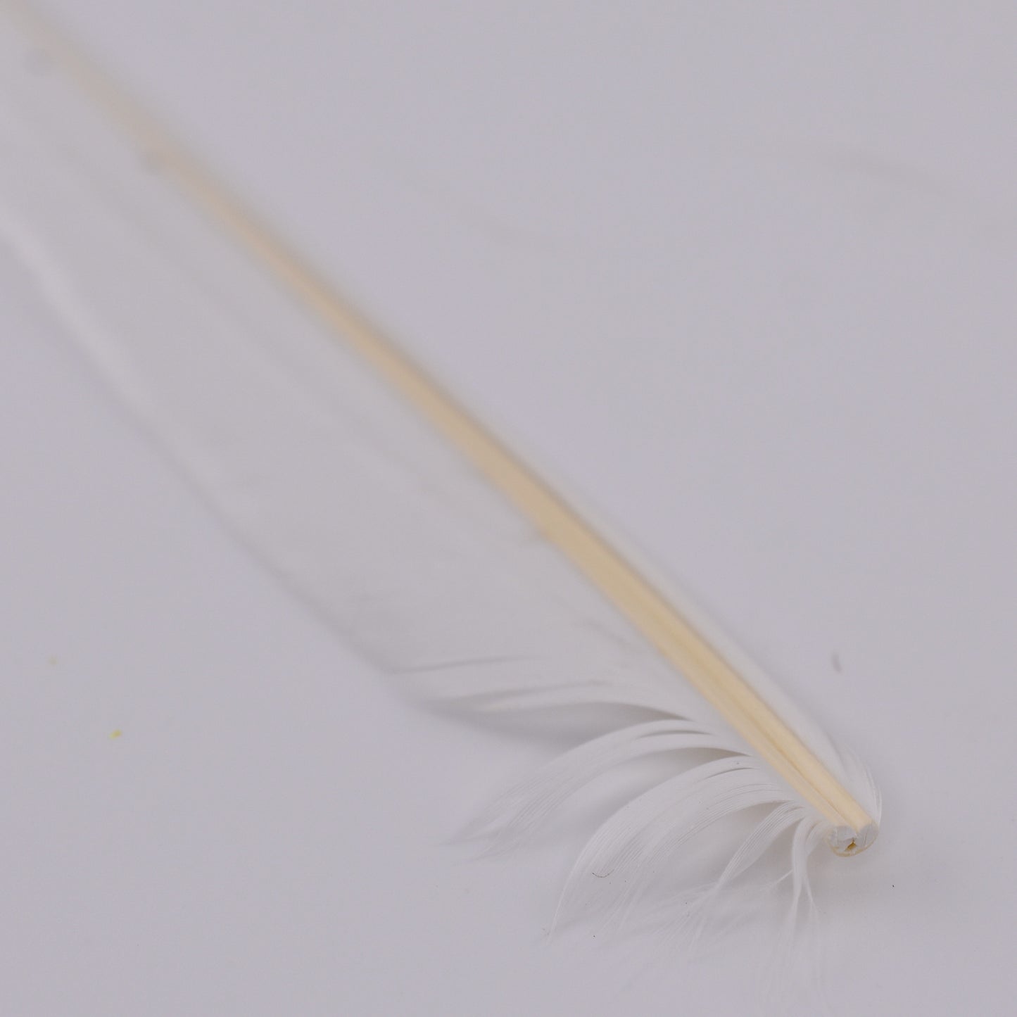 Duck Quills