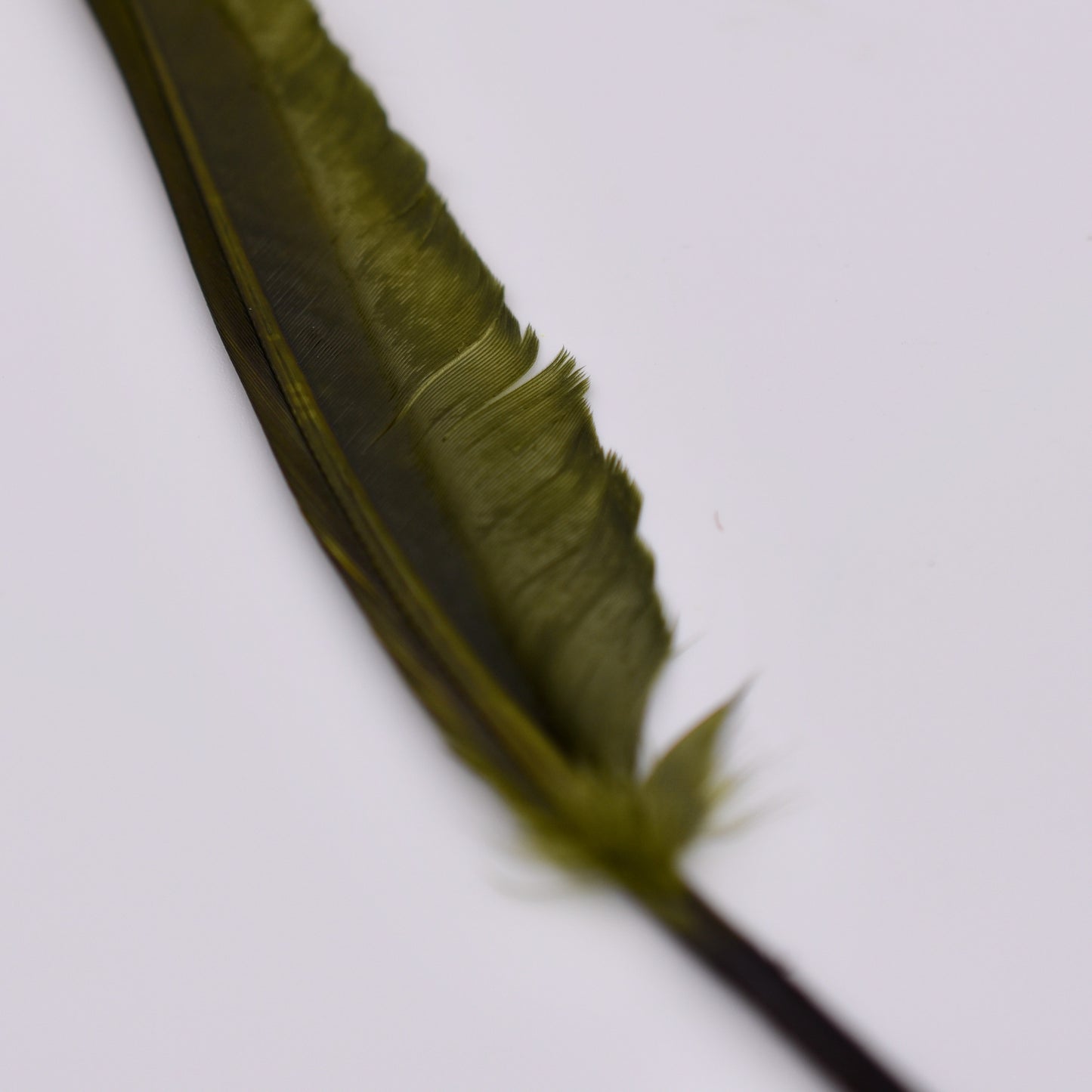 Duck Quills