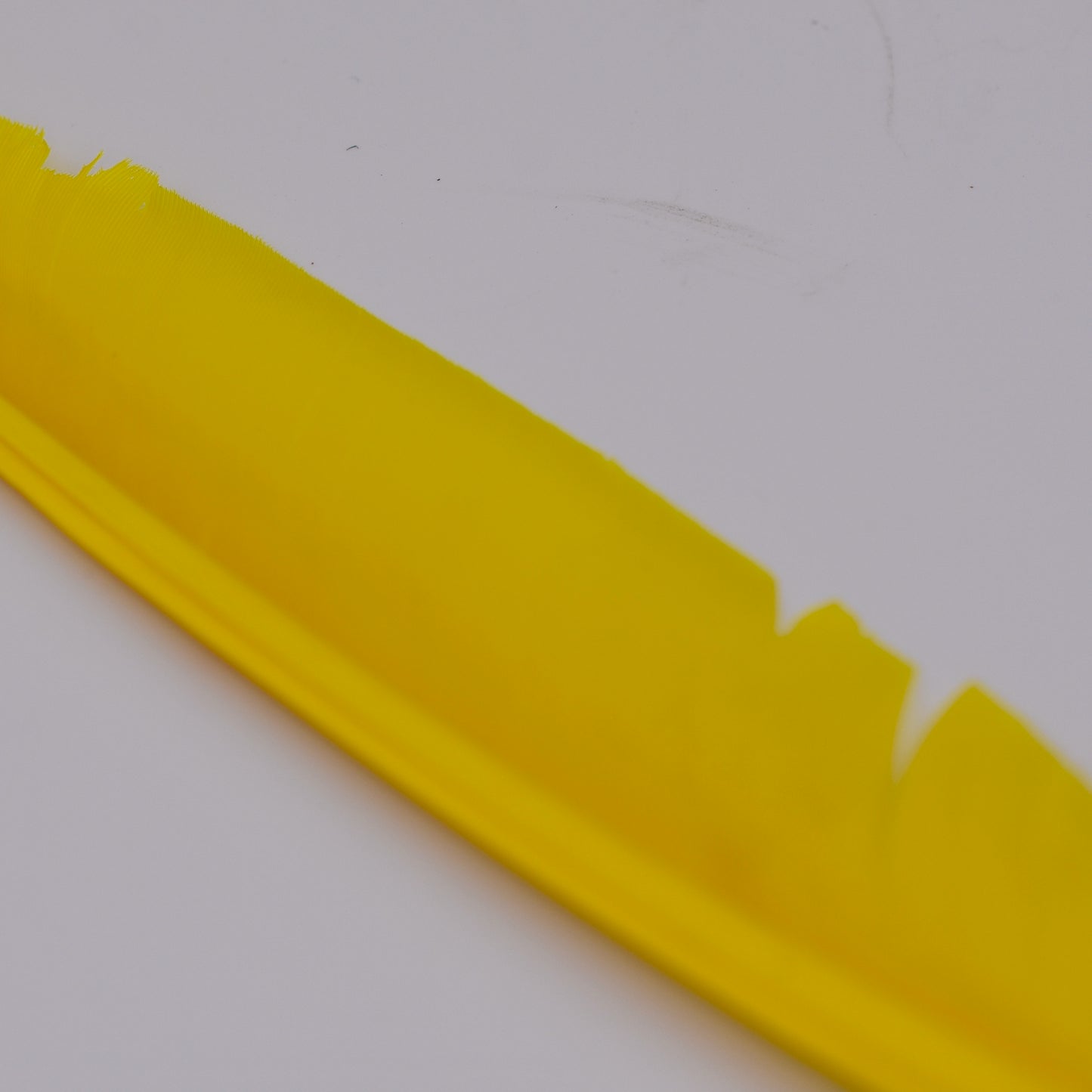 Goose Quills