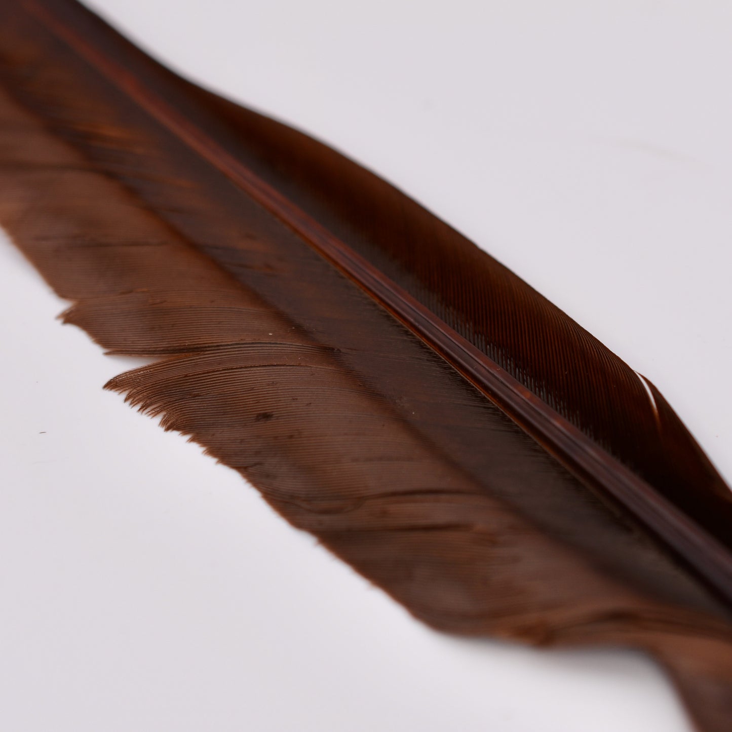 Goose Quills