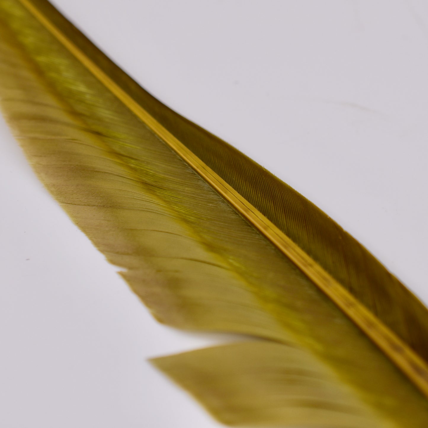 Goose Quills