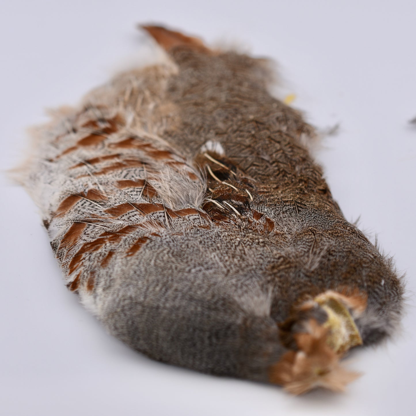 Hungarian partridge half skin, natural
