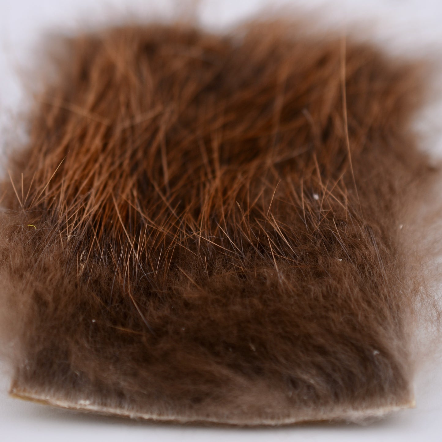 Beaver Small