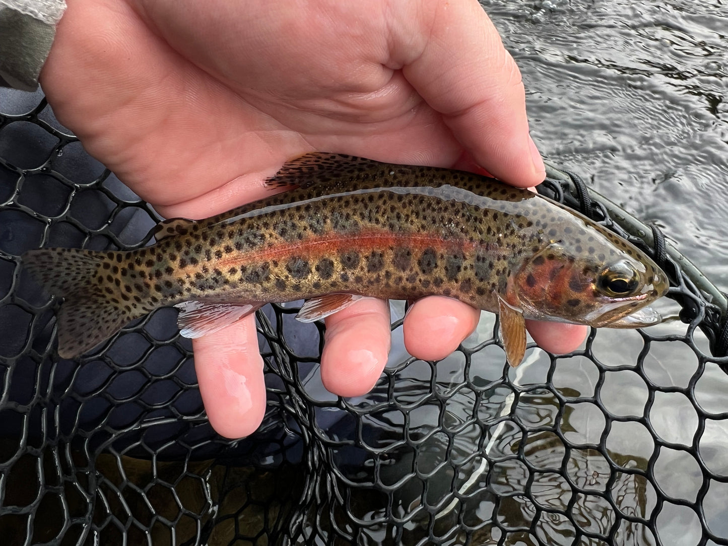Guided Public Water Trips Half Day