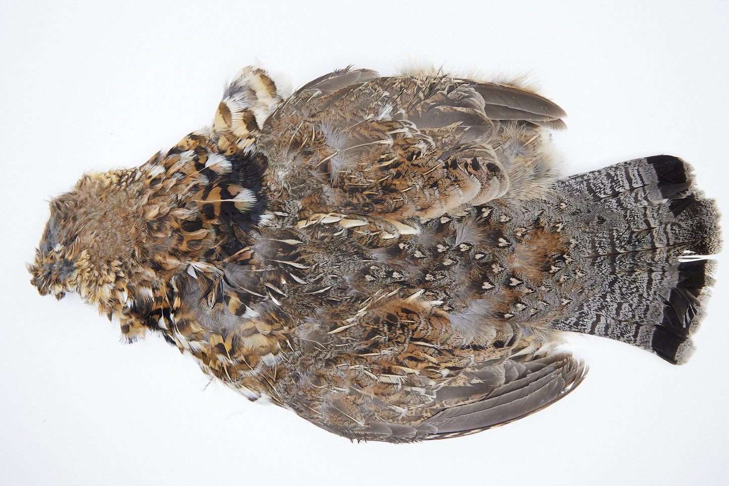 Select Ruffed Grouse Skin