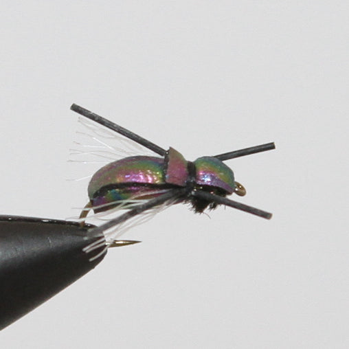 Loco Beetle