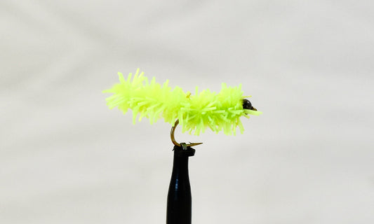 J.E.B.'s Worm