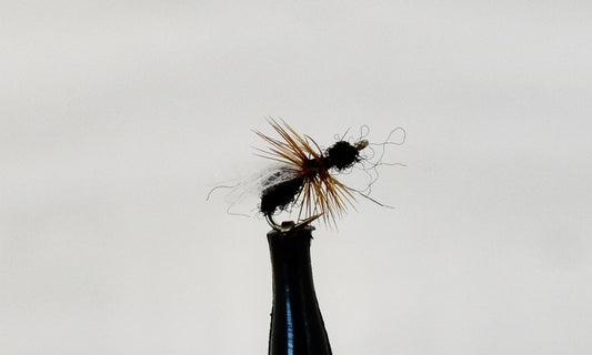 CDC Flying Ant