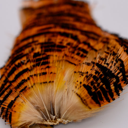 Golden Pheasant Tippet Section