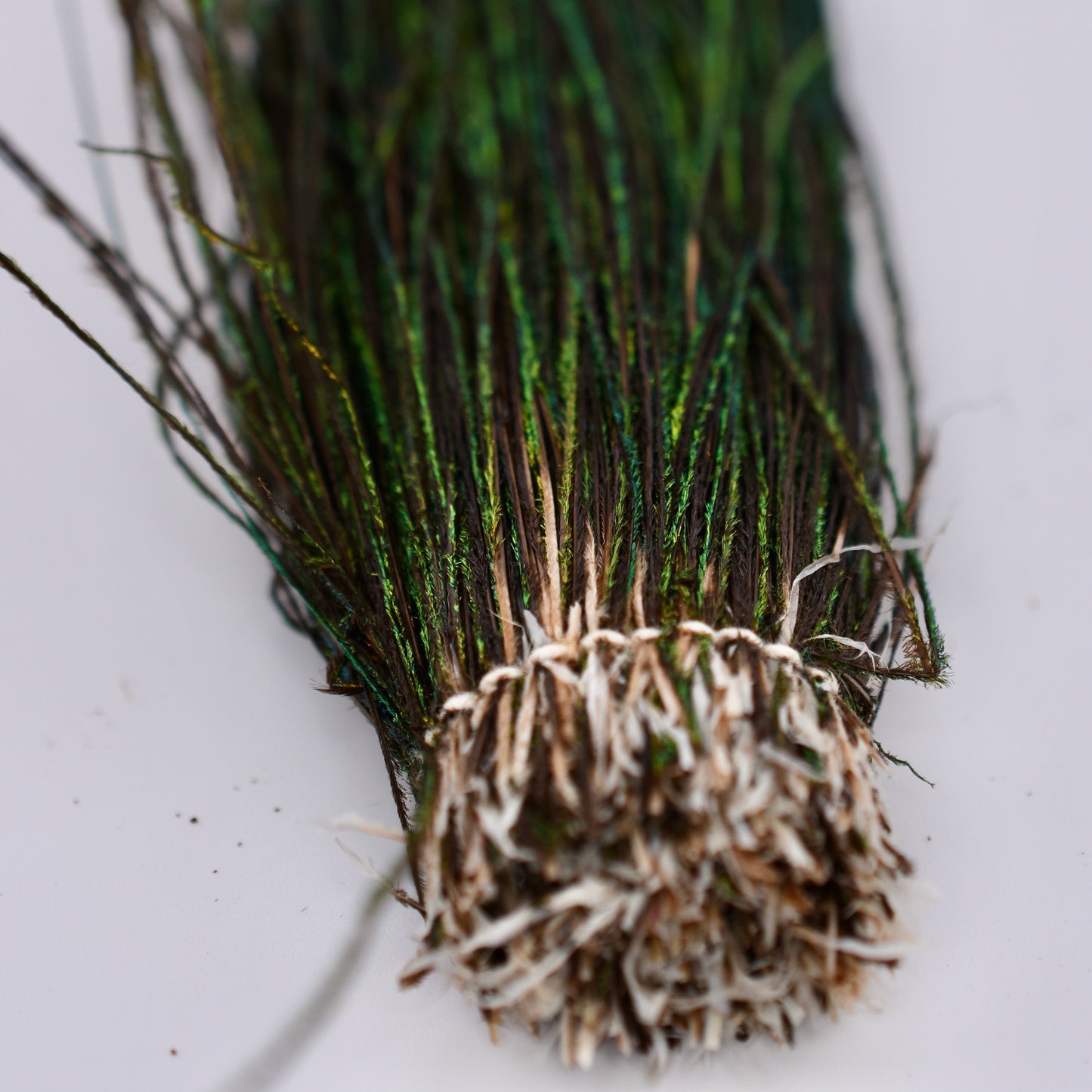 Dyed Peacock Strung Herl