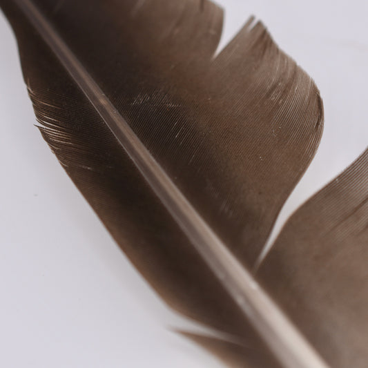 Goose Quills
