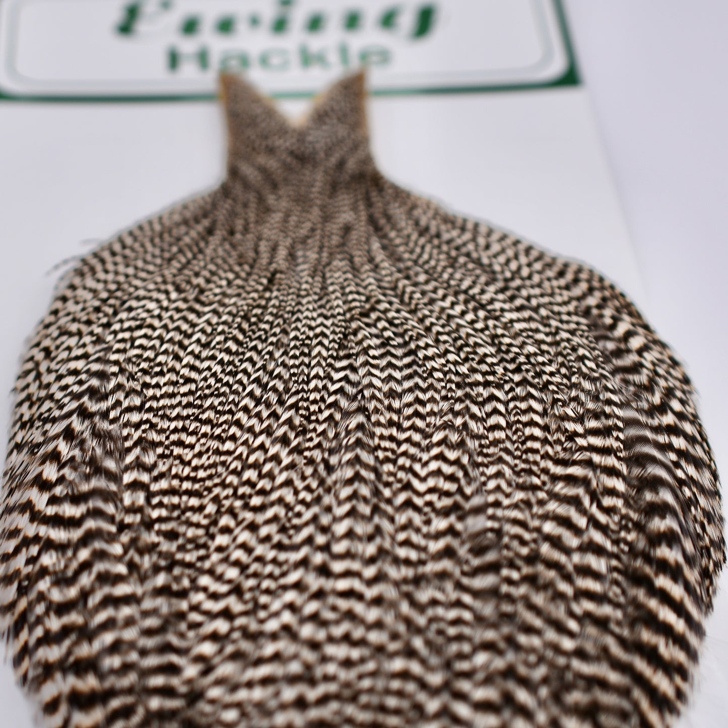 Ewing Hackle #1 Cape