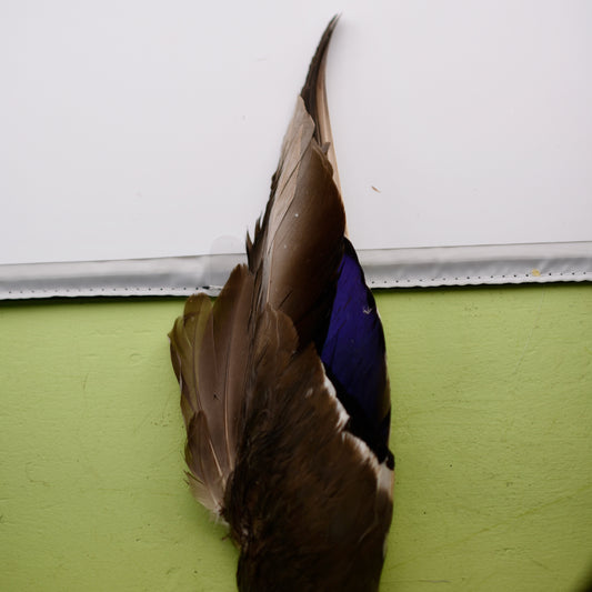 Mallard Duck Wings 1 matched pair Natural