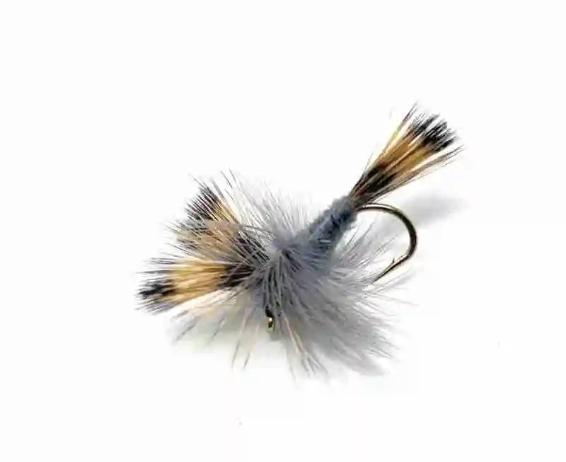 Grey Wulff