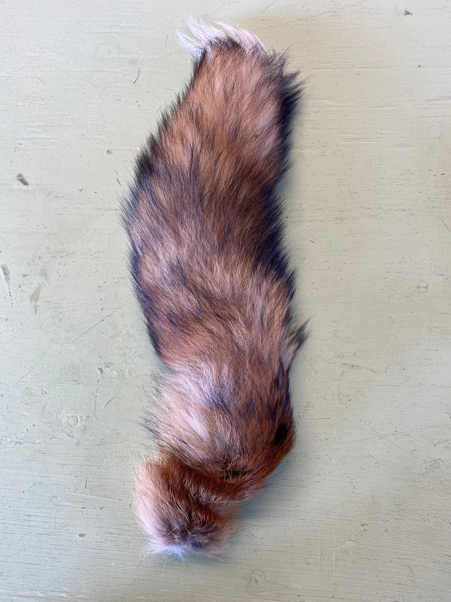Red Fox tails