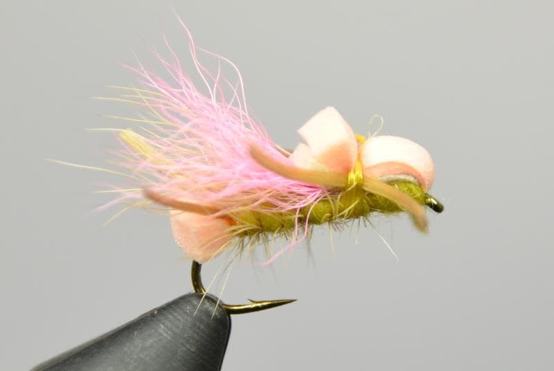 Larimer's Yellow Sally