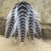 Galloup's Fish Feathers